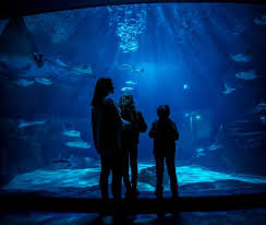 A Visit To Ripley'S Aquarium Of Canada In Toronto - Sunsets And Roller  Coasters