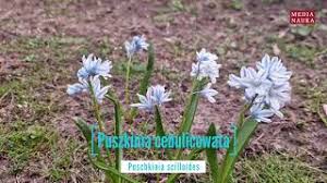 Image result for Eriospermum andongense