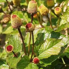 Image result for Acmella