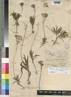 Image result for Kleinia grantii