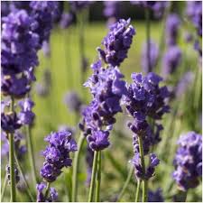 Vera Lavender Seeds For Planting (Lavandula angustifolia) Seed Needs