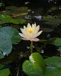 Image result for Nymphaeaceae