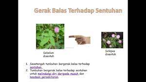 Tahap pertumbuhan siklus hidup produk. Proses Hidup Tumbuhan Youtube