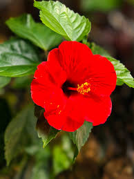 Image result for Hibiscus calyphyllus