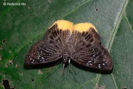 Image result for Trichoneura