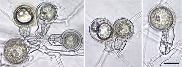 Image result for Heteromorpha sp. agg.