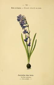 Img Dessins Fleurs Prairies Champs Bois Dessin Fleurs Prairies Champs Bois Jacinthe Des Bois Scilla Nuta Illustration Botanique Dessin Fleur Dessin Botanique