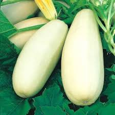 Zucchini is a type of summer squash also commonly called courgette, marrow, or baby marrow. Marrow Long White Bush 2 14 Seeds Garden Seeds Market Free Shipping