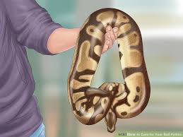 How To Care For Your Ball Python With Pictures Wikihow