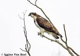 Osprey Pandion Haliaetus Oiseaux