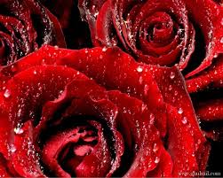 We're stockists of the biggest brands as well as exclusive collections you won't find anywhere else. Red Rose Love Wallpapers Wallpaper Cave