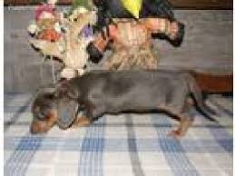 Craigslist For Sale Classifieds In East Enterprise Dachshund Puppies For Sale From Reputable Dog In 2020 Dachshund Puppies Dachshund Puppies For Sale Puppies For Sale