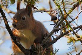 These professionals adhere to a set of requirements every single time they consult with you or your loved one. Columbia Sc Winter Animal Removal Pest Control Services Opens Near Me All Things Wild Nuisance Wildlife Removal