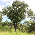 Image result for Diospyros kirkii