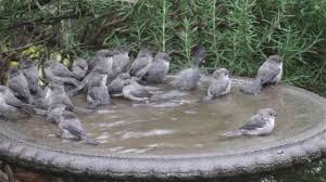 Bird In Bird Bath Video Bushtits Flash Mob The Birdbath Youtube Bird Bath Backyard Birds Bird Baths Homemade