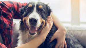 Maybe you would like to learn more about one of these? What To Do When Your Dog Dies Purina