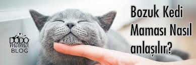Bozuk Kedi Mamasi Nasil Anlasilir
