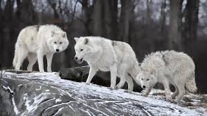 Wolf wolves anime arctic ice funny rose background hd wallpapers looking rp wings animated deviantart male winged fantasy drawing fanpop. Howling Wolves Animated Wallpaper Wolf Hd 1088x621 Wallpaper Teahub Io