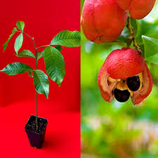 Image result for Blighia