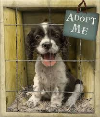 If you live in new york city and are hoping to adopt from us, check out the dogs. Animal Welfare Dog Adoption Societies Of India Dogspot In