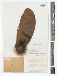 Image result for Centrolobium