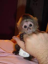 Male And Female Capuchin Monkeys For Adoptionsale Pet Monkey Baby Monkey Pet Capuchin Monkey