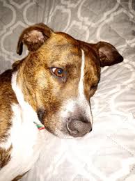 Okay *** Marie Jazmin Ulivarri I think our dogs were seperared at ...