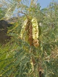 Image result for Entada stuhlmannii