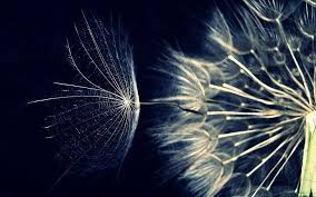 Shop a wide selection of products for your home at amazon.com. Hd Wallpaper White Dandelion Seed Head Fluff Seeds Flower Celebration Wallpaper Flare