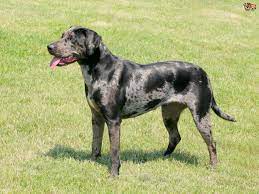 From black to a yellow merle, the catahoula has a leopard pattern that. All About The Catahoula Leopard Dog Breed Pets4homes