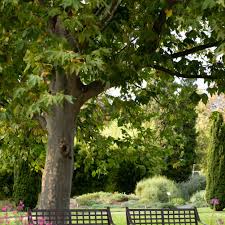 In fact, the last street tree census conducted by the city's department of parks and. London Planetree Care And Growing Guide