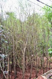 70 Ide Tanaman Peneduh Pohon Pelindung Terbaik Di 2020 Pohon Tanaman Taman