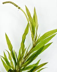 Image result for Potamogeton schweinfurthii