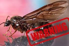 We did not find results for: Flying Ants Warning Are Flying Ants Dangerous Can They Bite You Express Co Uk