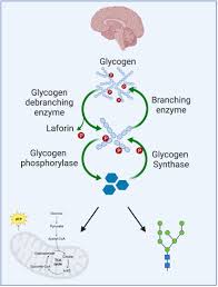 The multifaceted roles of the brain glycogen