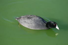 Image result for Cantinoa americana