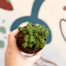 Image result for Pteris commutata