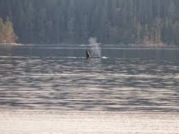 Killer Whales Popping Up Everywhere, Humpbacks, Pacific White Sided  Dolphins, and Porpoise