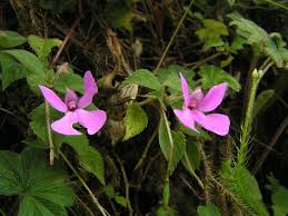 Image result for Impatiens psychadelphoides