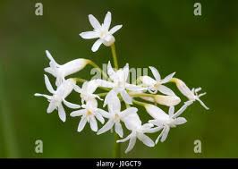 Image result for Tulbaghia fragrans