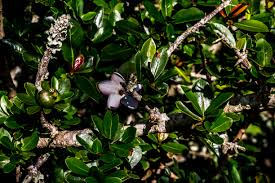 Image result for Helixanthera woodii