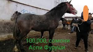 Дустлар мейбел не гарнитур деван нархлар. Loshad Asphoi Furushi Molbozori Dushanbe 2021 Youtube