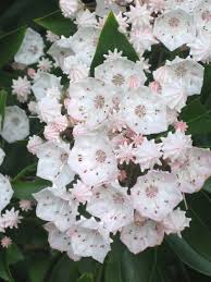We did not find results for: Mountain Laurel New River Gorge Wv Mountain Laurel Virtual Flowers Types Of Flowers