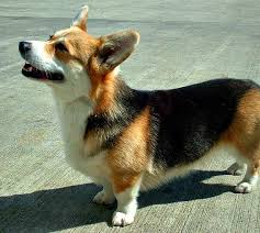 Explore brightstrangethings' photos on flickr. Colors Of The Corgi Explained Cowboy S Country Corgis