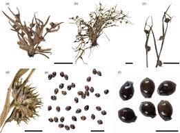 Image result for Diplacrum africanum