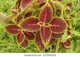 Image result for Coleus rhodesianum
