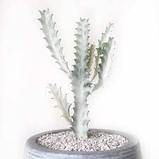 Ktvamp has uploaded 2850 photos to flickr. Very Rare Euphorbia Lactea White Ghost Euphorbia Lactea Grey Etsy Cactus Plants Euphorbia Cactus House Plants