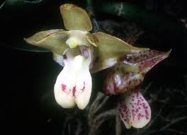 Image result for Polystachya melanantha