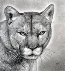 Anyways, i really like this picture ^^ hope you like it too! How To Draw A Realistic Puma Mountain Lion Step By Step Drawing Guide By Finalprodigy Dragoart Com