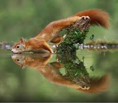 Acrobat By C Julian Rad Animals Beautiful Wildlife Photography Red Squirrel